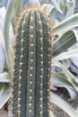 Part of green Cactus spikes in pot with long thorn, detail of large cactus plant showing needles and deep ribs. Macro close-up Royalty Free Stock Photo