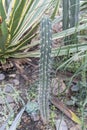 Part of green Cactus spikes in pot with long thorn, detail of large cactus plant showing needles and deep ribs. Macro close-up Royalty Free Stock Photo