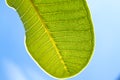 A part of green leaf with blue sky