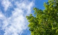 Part of green tree beneath blue sky with few clouds background. Copy space, under view of the plant. Royalty Free Stock Photo