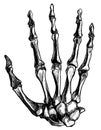 Part of the hand, bones, raised wrist of the skeleton Royalty Free Stock Photo