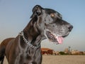 part of the head of a black dog.Grand Danois Royalty Free Stock Photo