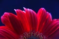 Part of the head of a red gerbera flower close-up on a dark background Royalty Free Stock Photo