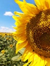 Sunflower head against the background of a field of sunflowers and blue sky close-up Royalty Free Stock Photo