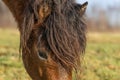 Part of a head of a wild Exmoor pony, against a blue sky in nature reserve in Fochteloo, the Netherlands Royalty Free Stock Photo