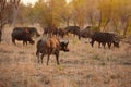 Part of the herd. Full length shot of a group of buffalo on the African plains.