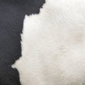 Part of hide of black and white cow Royalty Free Stock Photo