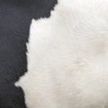 Part of hide of black and white cow Royalty Free Stock Photo