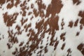 Part of hide of red and white cow Royalty Free Stock Photo