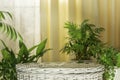 Part of home interior with empty podium on beige background with green leaves