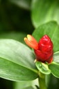 Ginger flower Zingiber officinale Royalty Free Stock Photo