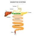 Part of a Human Digestive system