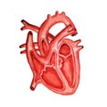 Part of the human heart. Anatomy. Diastole and systole. Watercolor