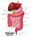 The Part Of Internal Human Digestive System Illustration Royalty Free Stock Photo