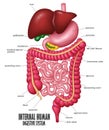 The Part Of Internal Human Digestive System Illustration