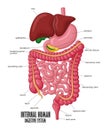 The Part Of Internal Human Digestive System Illustration Royalty Free Stock Photo