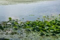 Part of lake which overgrown by lotos flowers.