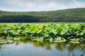 Part of lake which overgrown by lotos flowers.