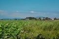 Part of lake which overgrown by lotos flowers.