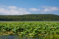 Part of lake which overgrown by lotos flowers.