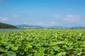 Part of lake which overgrown by lotos flowers.