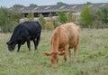 Pair of young cows seen in a field of grass with farm buildings seen in the background.