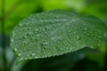 Part of large green sheet of hydrangea  in water drops after rain Royalty Free Stock Photo