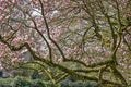 Large magnolia tree