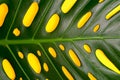 Part of a large sheet of tropical monstera on a yellow background. Close-up. Tropical leaf natural background texture. Royalty Free Stock Photo