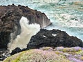 Part of a lava-coastal landscape with very moving Atlantic, spraying spray and flowering lilac perennial plants