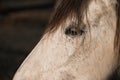 Part of the left side of the head of a yellow-white horse Royalty Free Stock Photo