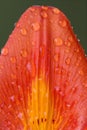 Part of a lily