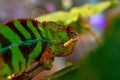Part of a lizard of a chameleon closeup Royalty Free Stock Photo