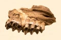 Part of the lower jaw of the crested mastodon zygolophodon Latin: Zygolophodon gromova is isolated on a white background. Royalty Free Stock Photo