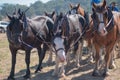 Draft Horses standing patiently