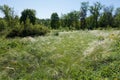 Part of meadow covered with feather-grass Royalty Free Stock Photo