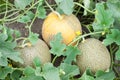 Three melons and plant Royalty Free Stock Photo