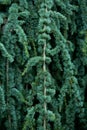 A part of natural green pine leaves texture Royalty Free Stock Photo