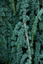 A part of natural green pine leaves texture Royalty Free Stock Photo