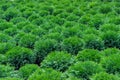 Part of the nursery for the cultivation of ornamental plants: a site with green seedlings of western thuja Danika