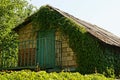 Part of an old brick house with an attic door and an iron balcony overgrown with green vegetation and leaves Royalty Free Stock Photo