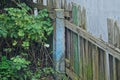 Part of an old gray wooden fence with broken boards with a concrete blue post Royalty Free Stock Photo