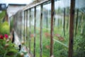 Part of old greenhouse. Royalty Free Stock Photo