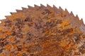 Part of old rusty circular saw blade