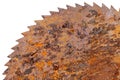 Part of old rusty circular saw blade