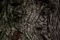 A part of old tree stem, covered with brown bark and green moss in forest woods in winter. Bare tree. Natural texture background Royalty Free Stock Photo