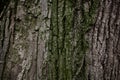 A part of old tree stem, covered with brown bark and green moss in forest woods in winter. Bare tree. Natural texture background Royalty Free Stock Photo