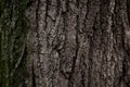 A part of old tree stem, covered with brown bark and green moss in forest woods in winter. Bare tree. Natural texture background Royalty Free Stock Photo