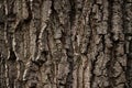 A part of old tree stem, covered with brown bark and green moss in forest woods in winter. Bare tree. Natural texture background Royalty Free Stock Photo