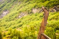 Part of old wooden viking boat in norwegian nature Royalty Free Stock Photo